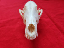 Load image into Gallery viewer, XXL Coyote Skull - CYS1005
