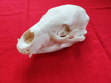 Load image into Gallery viewer, Large Black Bear Skull - BBS1019
