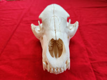 Load image into Gallery viewer, Large Black Bear Skull - BBS1019
