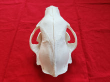 Load image into Gallery viewer, Large Black Bear Skull - BBS1019
