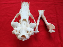 Load image into Gallery viewer, Large Black Bear Skull - BBS1019
