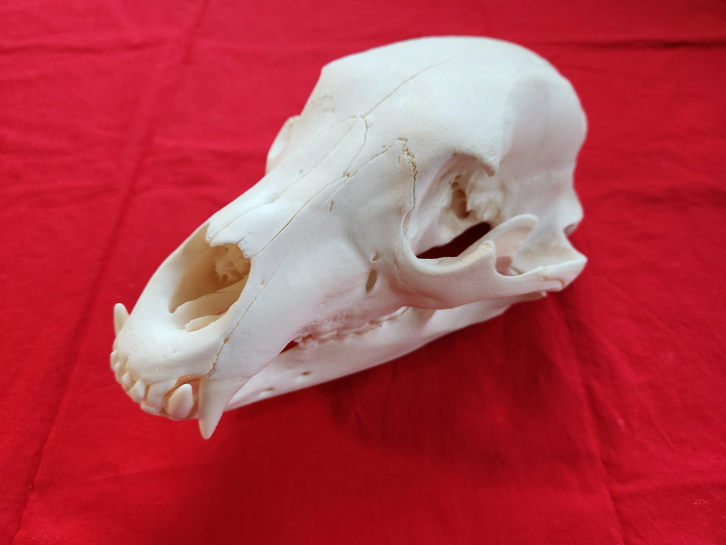 XXL Black Bear Skull - BBS1020