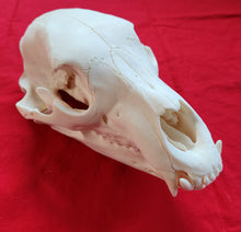 Load image into Gallery viewer, XXL Black Bear Skull - BBS1020
