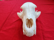 Load image into Gallery viewer, XXL Black Bear Skull - BBS1020
