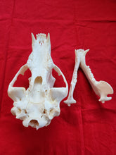 Load image into Gallery viewer, XXL Black Bear Skull - BBS1020
