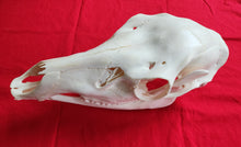 Load image into Gallery viewer, Cow Elk Skull - CES1002
