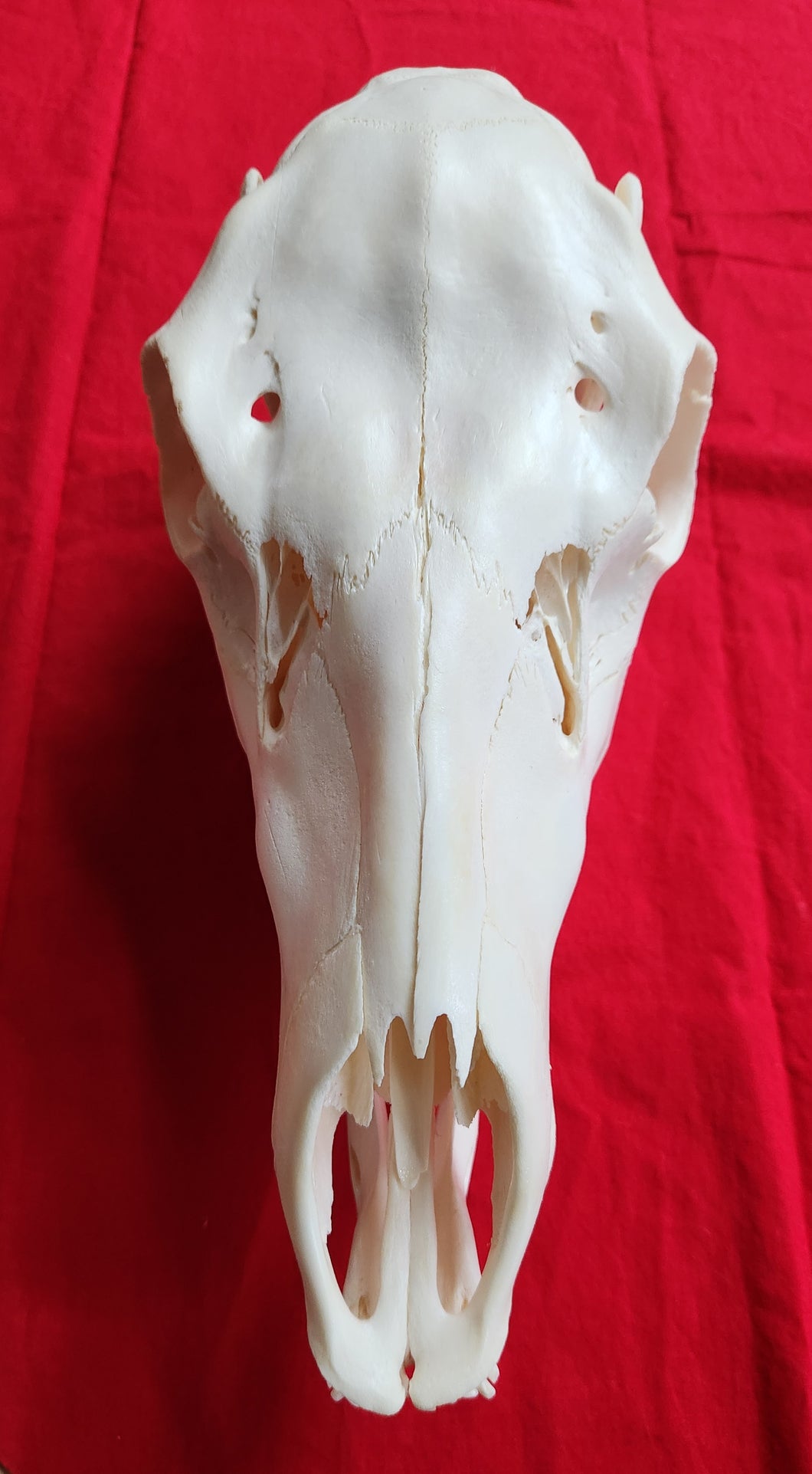 Cow Elk Skull - CES1002