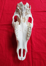 Load image into Gallery viewer, Cow Elk Skull - CES1002
