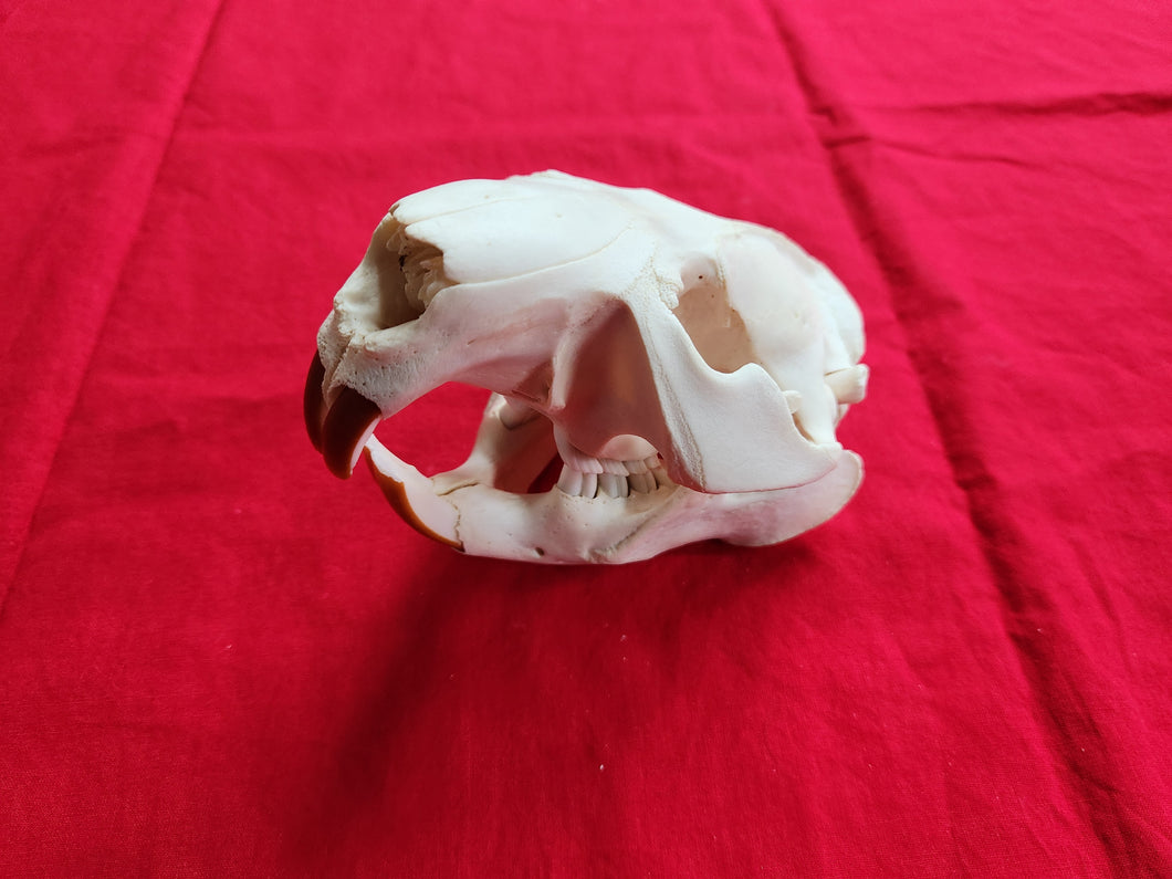 XXXXXL Beaver Skull - BVS1043