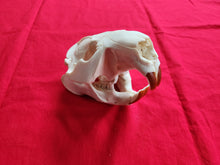 Load image into Gallery viewer, XXXXXL Beaver Skull - BVS1043
