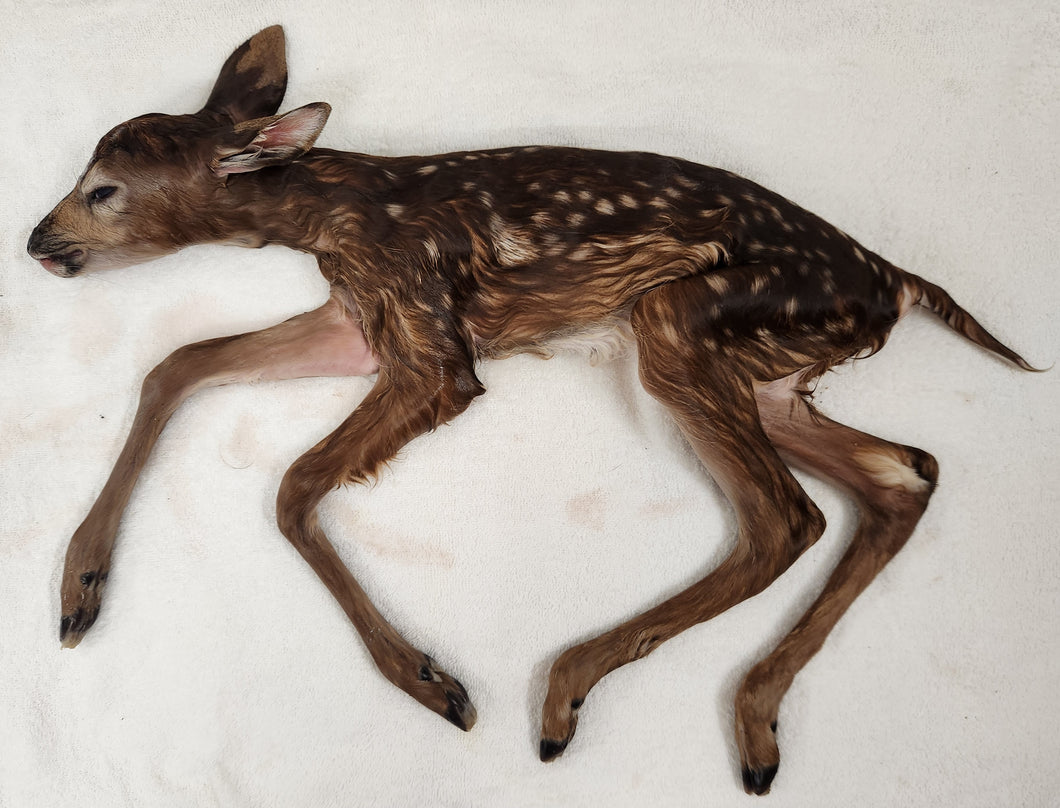 Whitetail Deer Fawn - Wet Specimen