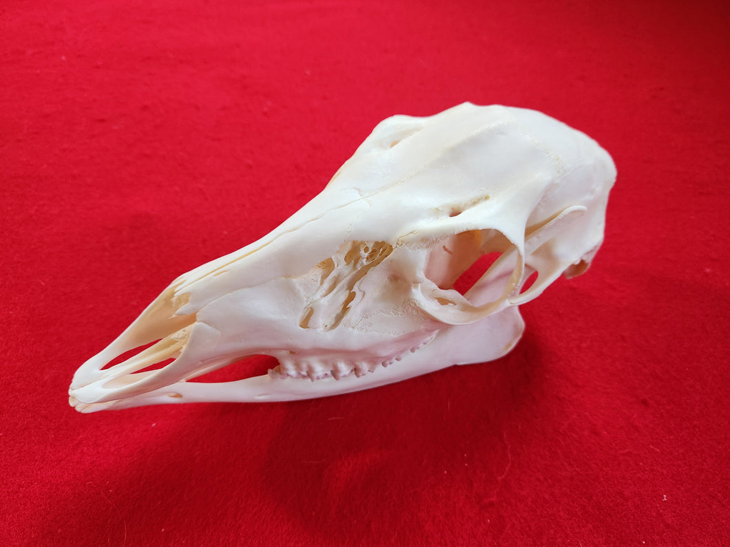 LM Whitetail Deer Doe Skull - DES1003