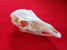 Load image into Gallery viewer, XL Whitetail Deer Doe Skull - DES1002
