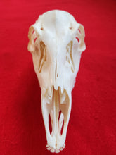 Load image into Gallery viewer, Whitetail Deer Doe Skull - DES1001
