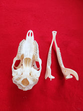 Load image into Gallery viewer, Whitetail Deer Doe Skull - DES1001
