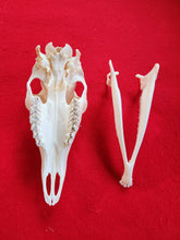 Load image into Gallery viewer, Whitetail Deer Doe Skull - DES1001
