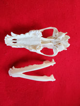 Load image into Gallery viewer, Large Wolf Skull - WLS1001
