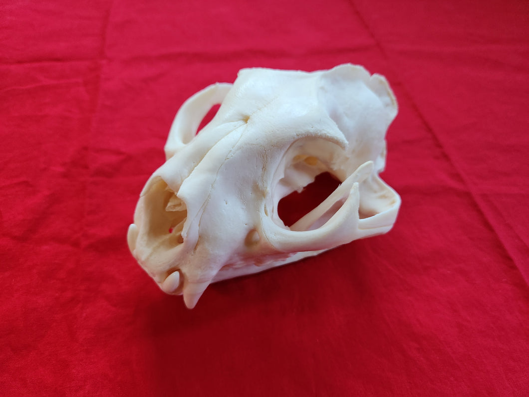 XXXXL Mountain Lion Skull - MLS1009