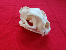 Load image into Gallery viewer, XXXXL Mountain Lion Skull - MLS1009
