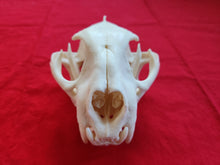 Load image into Gallery viewer, XXXXL Mountain Lion Skull - MLS1009
