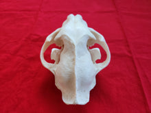 Load image into Gallery viewer, XXXXL Mountain Lion Skull - MLS1009
