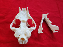 Load image into Gallery viewer, XXXXL Mountain Lion Skull - MLS1009
