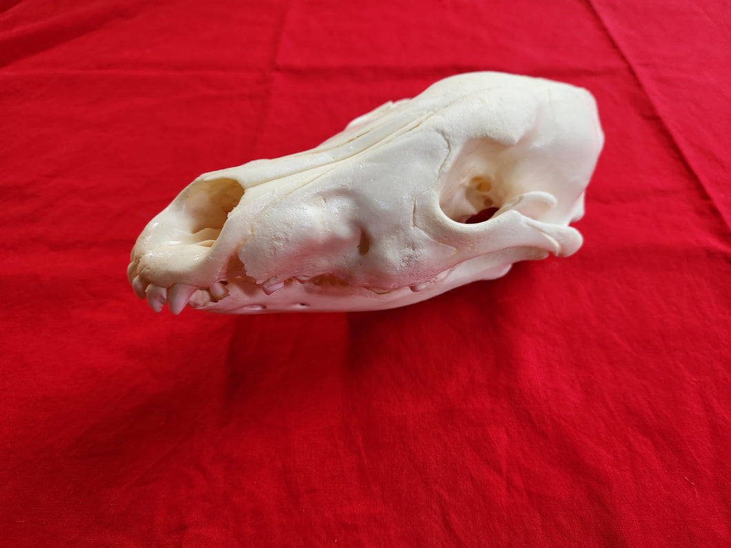 Large Wolf Skull - Subadult - WLS1002