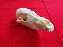 Load image into Gallery viewer, Large Wolf Skull - Subadult - WLS1002
