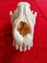 Load image into Gallery viewer, Large Wolf Skull - Subadult - WLS1002
