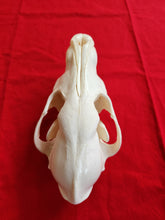 Load image into Gallery viewer, Large Wolf Skull - Subadult - WLS1002
