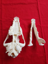 Load image into Gallery viewer, Large Wolf Skull - Subadult - WLS1002
