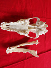 Load image into Gallery viewer, Large Wolf Skull - Subadult - WLS1002
