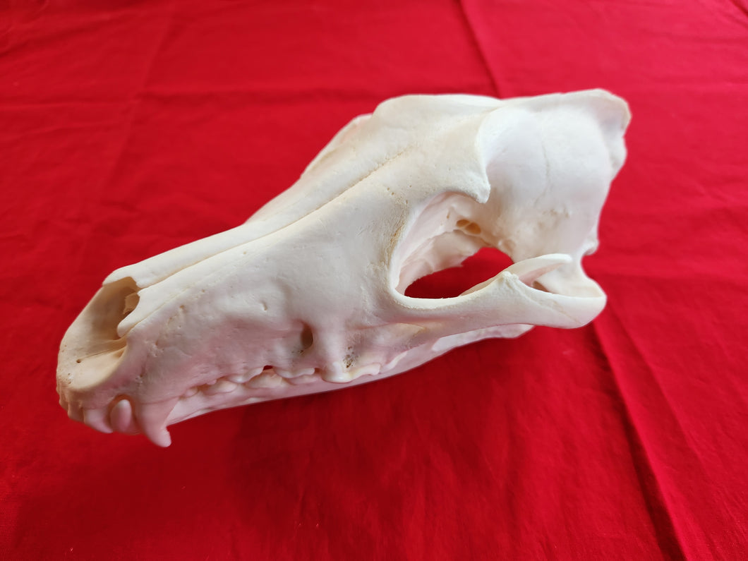 XXL Wolf Skull - WLS1004