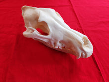 Load image into Gallery viewer, XXL Wolf Skull - WLS1004
