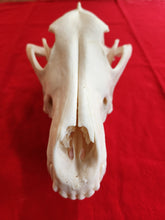 Load image into Gallery viewer, XXL Wolf Skull - WLS1004
