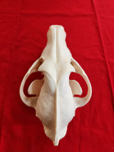 Load image into Gallery viewer, XXL Wolf Skull - WLS1004
