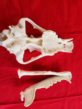 Load image into Gallery viewer, XXL Wolf Skull - WLS1004
