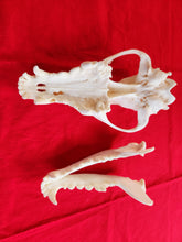 Load image into Gallery viewer, XXL Wolf Skull - WLS1004
