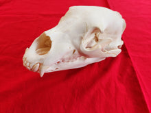 Load image into Gallery viewer, Large Black Bear Skull - BBS1021
