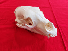 Load image into Gallery viewer, Large Black Bear Skull - BBS1021
