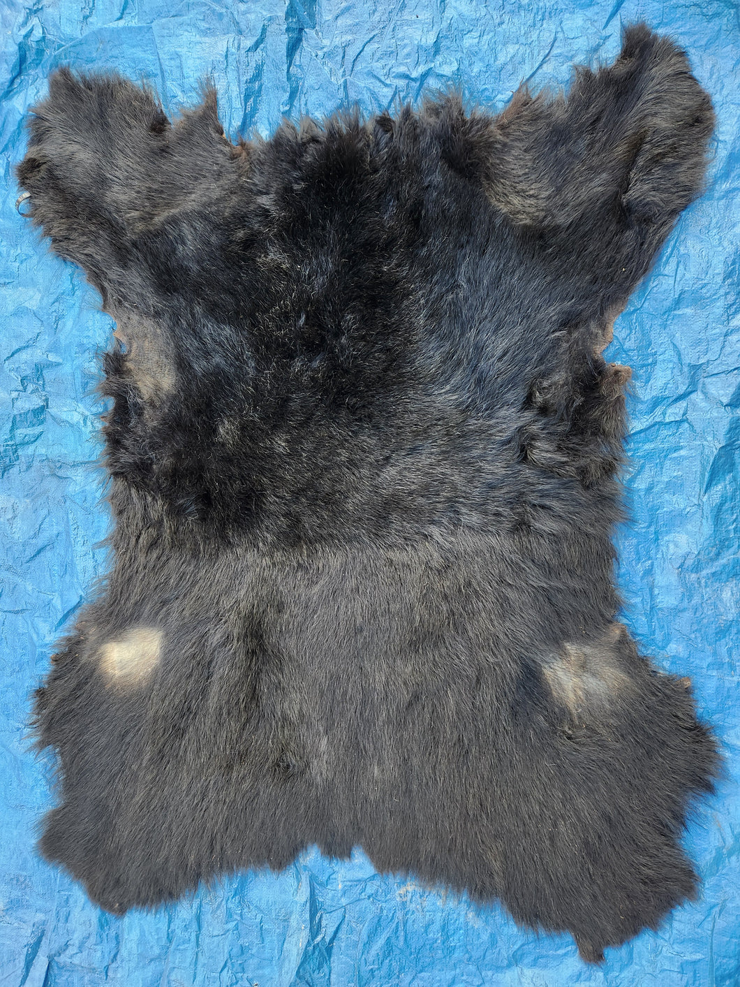 Black Bear Hide