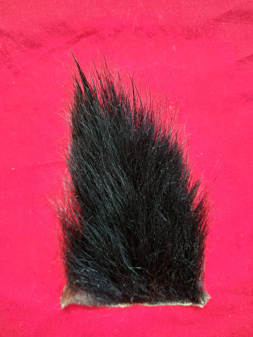 Black Bear Tail