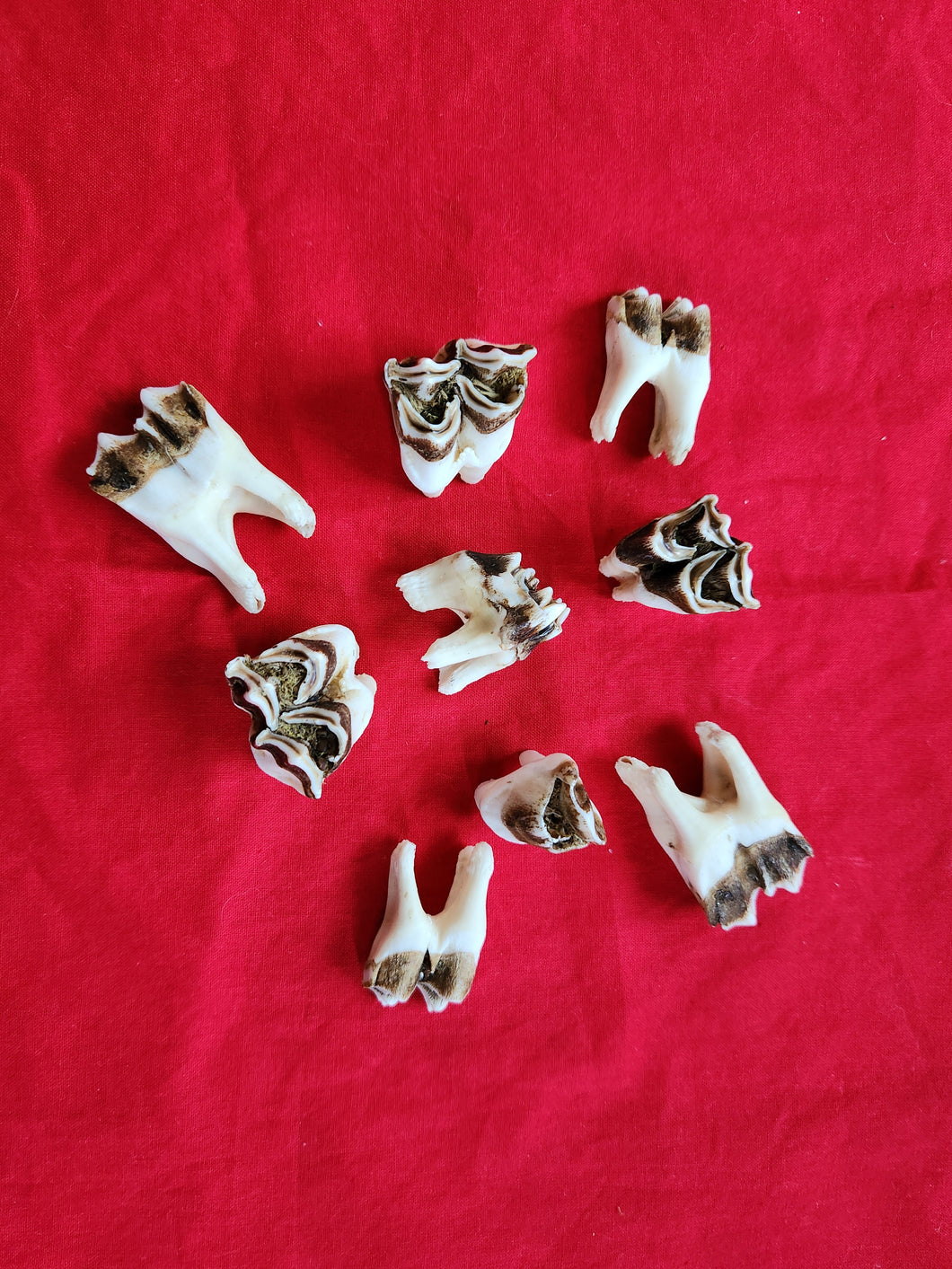 Elk Premolars - Molars