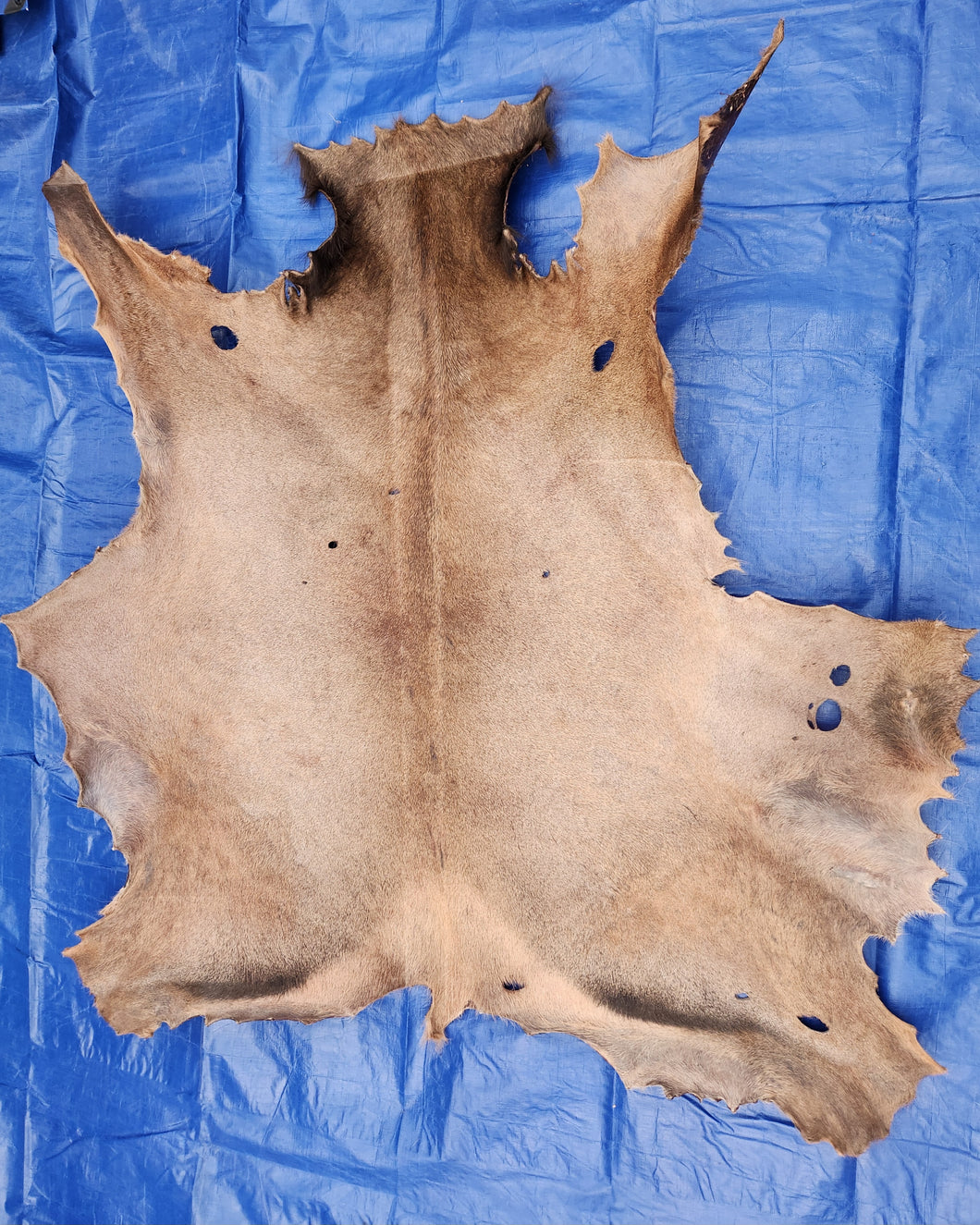 Raw Elk Hide - REH1002