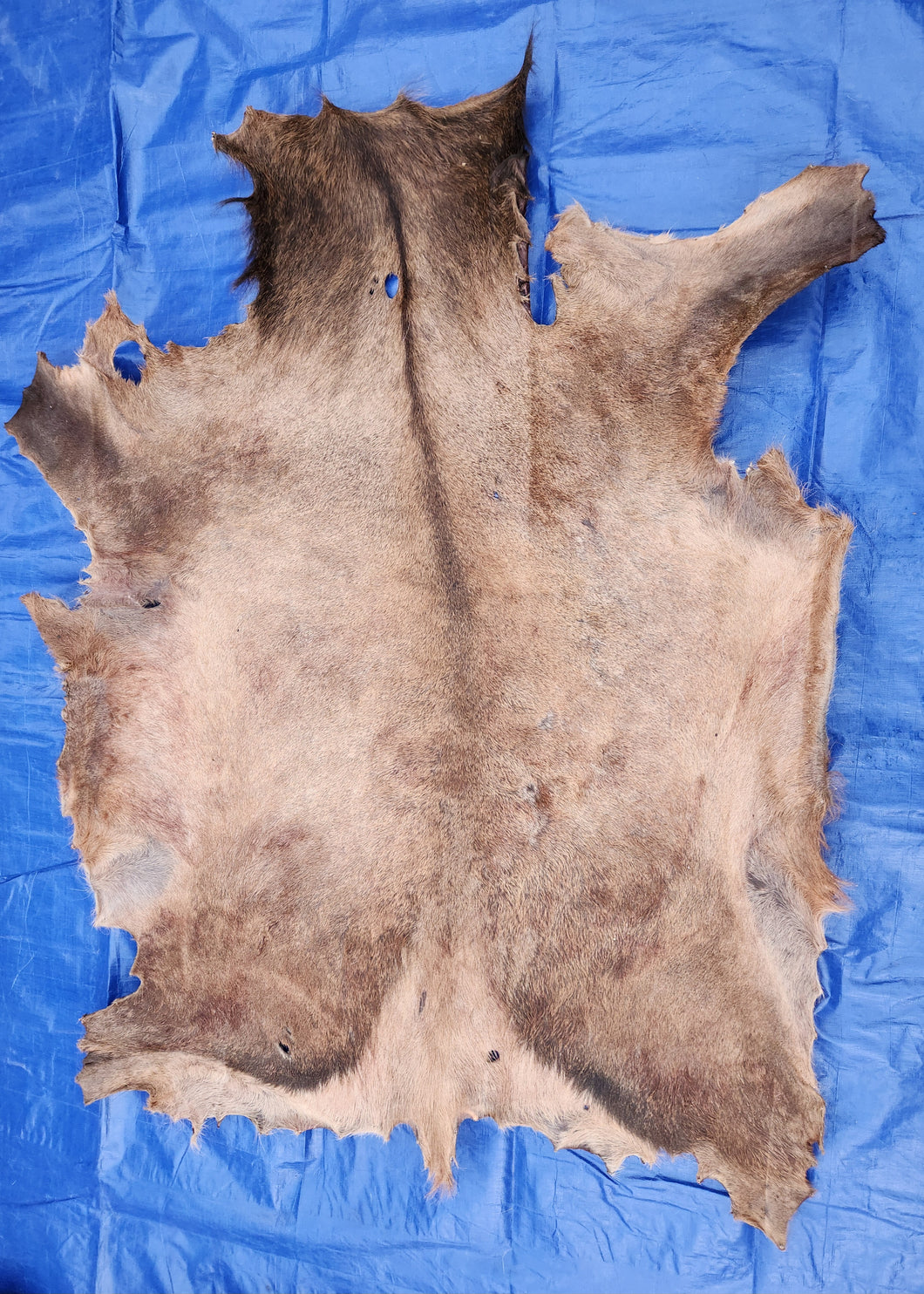 Raw Elk Hide - REH1003