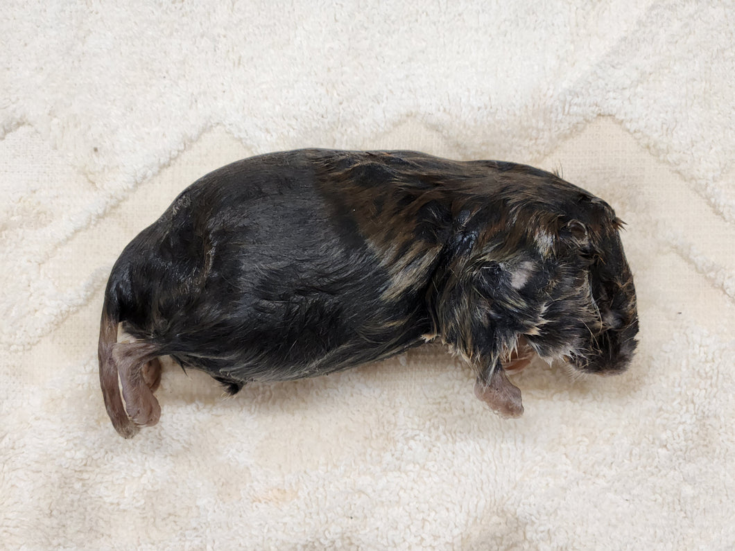 Pocket Gopher Wet Specimen