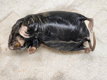 Load image into Gallery viewer, Pocket Gopher Wet Specimen
