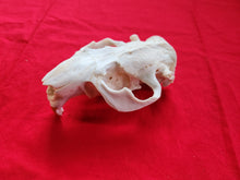 Load image into Gallery viewer, XXXL Beaver Skull - Upper Skull Only - BVS1044
