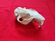 Load image into Gallery viewer, XXXL Beaver Skull - Upper Skull Only - BVS1044
