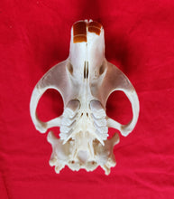 Load image into Gallery viewer, XXXL Beaver Skull - Upper Skull Only - BVS1044
